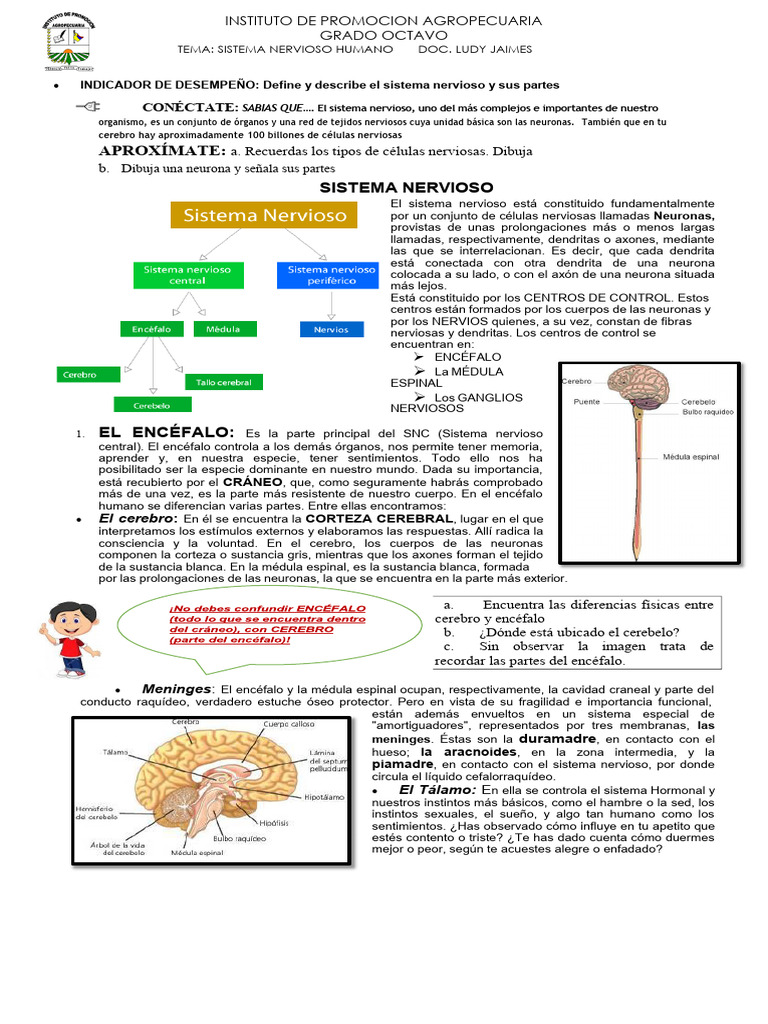 3 Taller Guia Sistema NERVIOSO | PDF | Sistema nervioso | Cerebro
