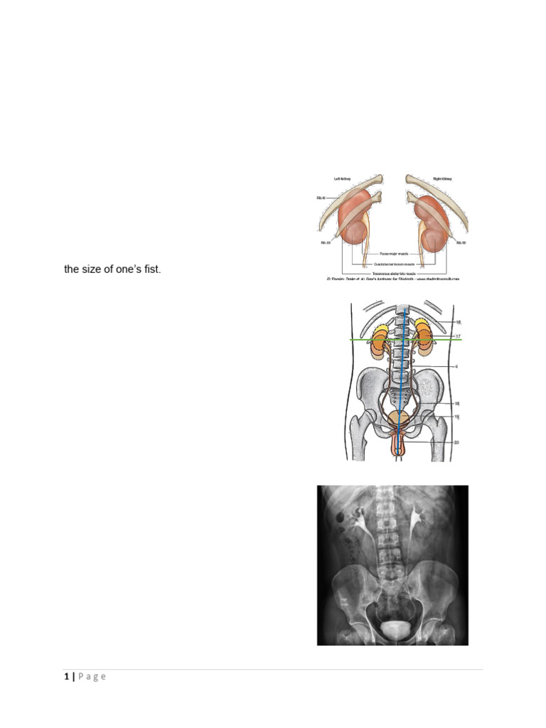 Gross Anatomy of The Kidneys HO | PDF | Vein | Kidney