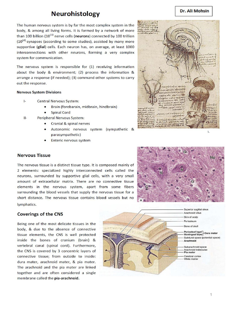 Nervous System Histology | PDF
