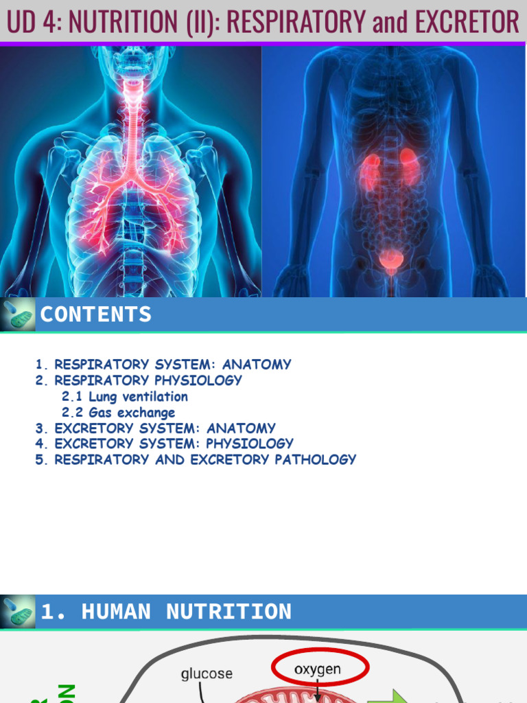 Anatomy and Physiology of Respiration and Excretion | PDF | Respiratory ...