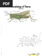 Thoracic Segmentation and Skeleton in Insects | PDF | Thorax ...