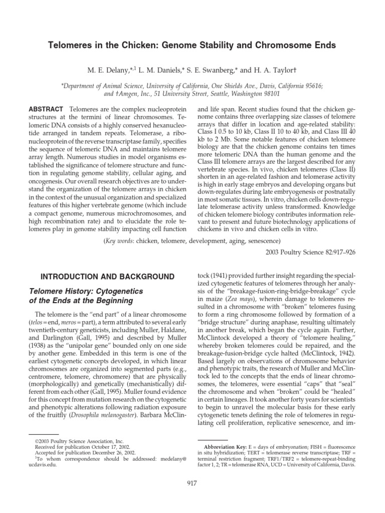 Chicken Telomeres and Genome Stability | PDF | Telomere | Dna Replication