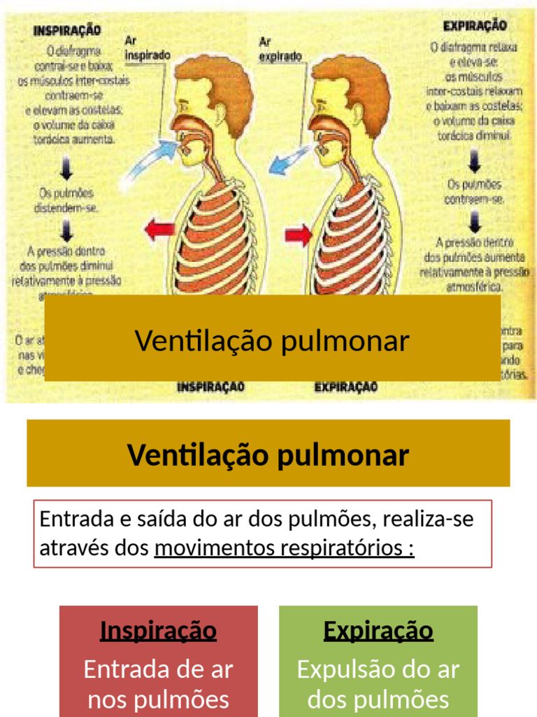 Ventilação Pulmonar e Ciclos Respiratórios | PDF | Respiração | Pulmão