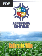 MILHO - Importancia Economica