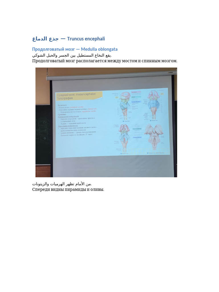 Truncus Encephali Bilingual With Images | PDF
