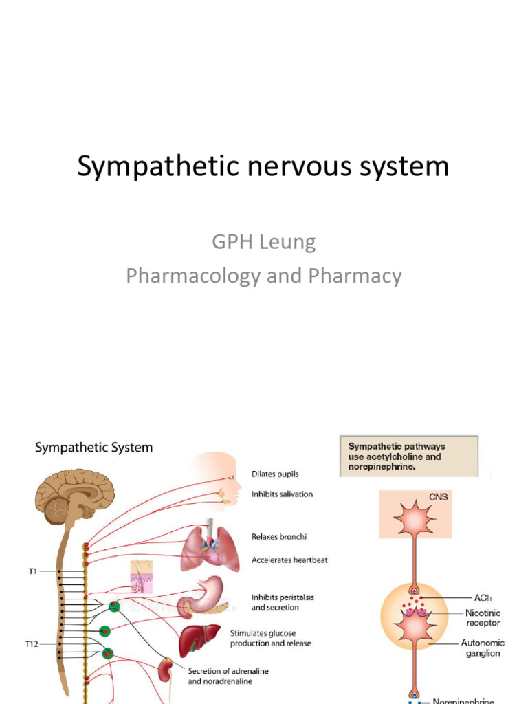 L09 Sympathetic Nervous System | PDF | Norepinephrine | Vasodilation