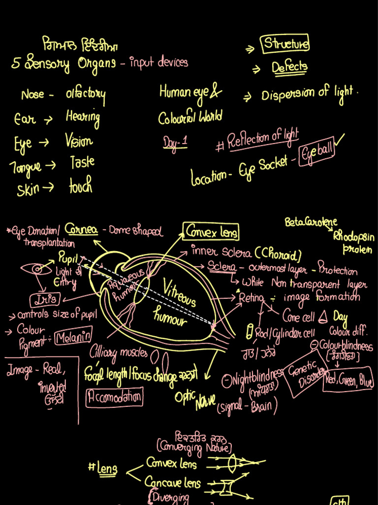 Human Eye | PDF