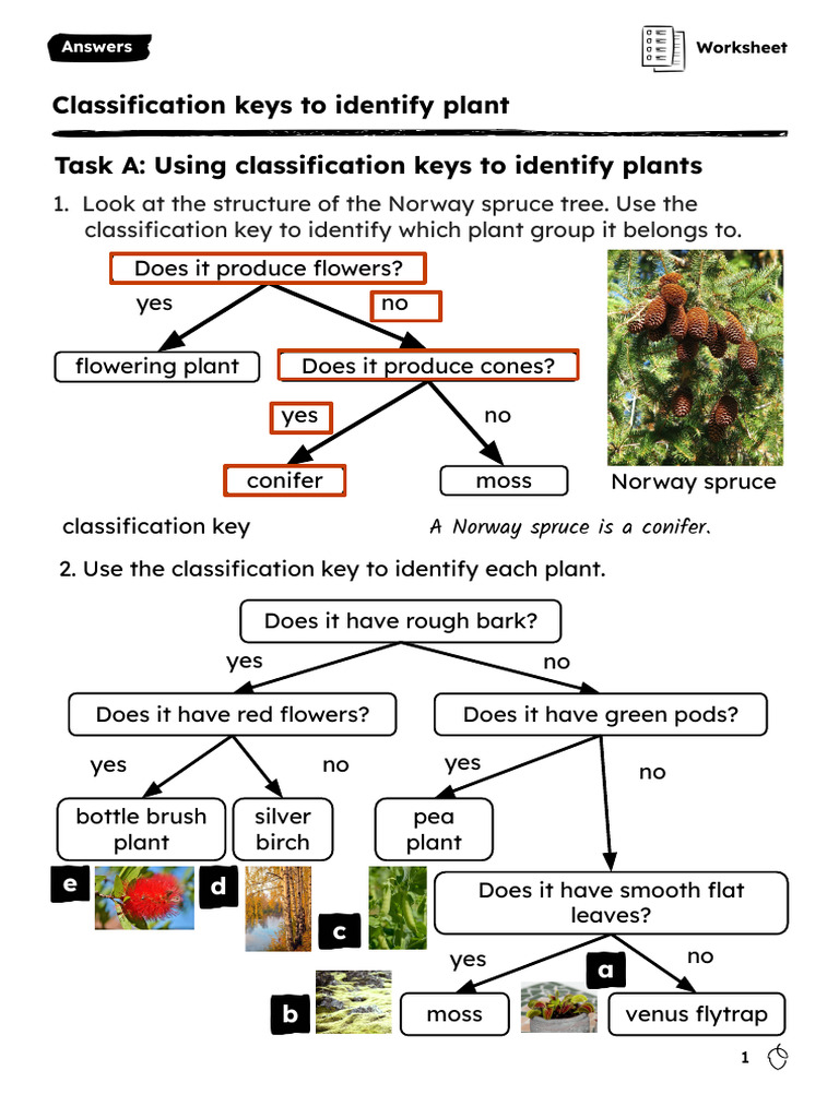 Plant Classification Key Worksheet | PDF | Plants | Branches Of Botany