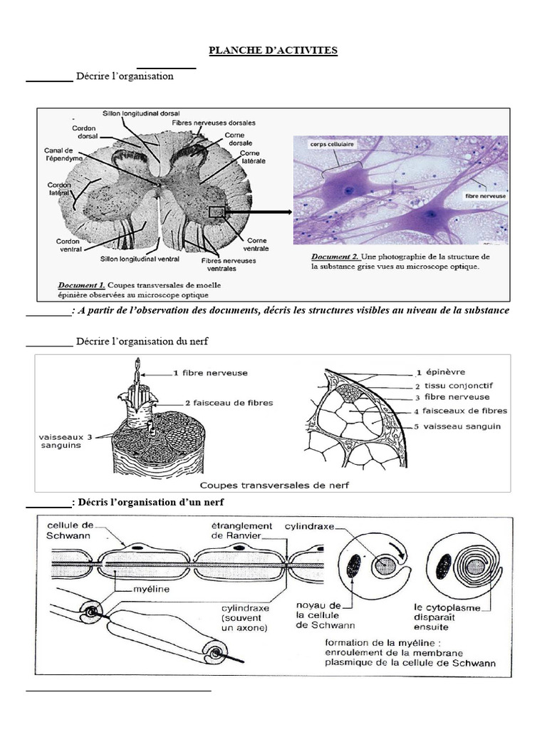 Tissu nerveux : structure et excitabilité | PDF | Nerf | Neuroanatomie