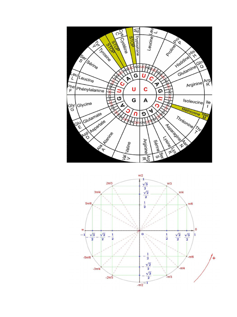 Code Génétique Et Cercle Trigo | PDF