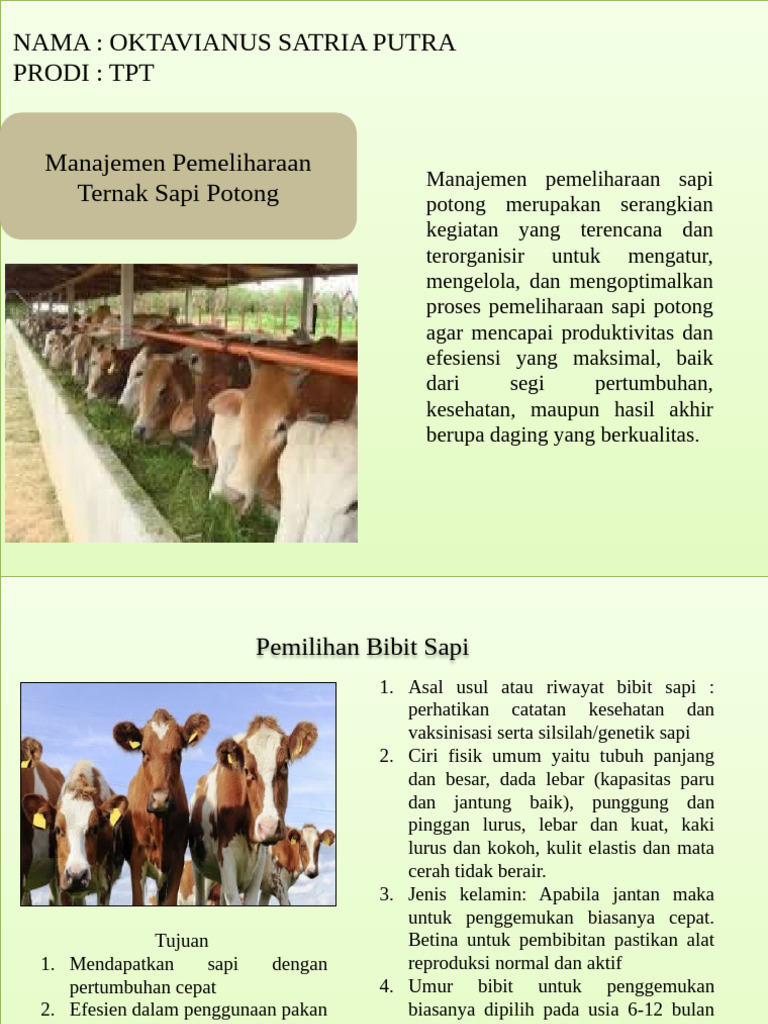 Presentation Ternak Sapi Vian Putra | PDF