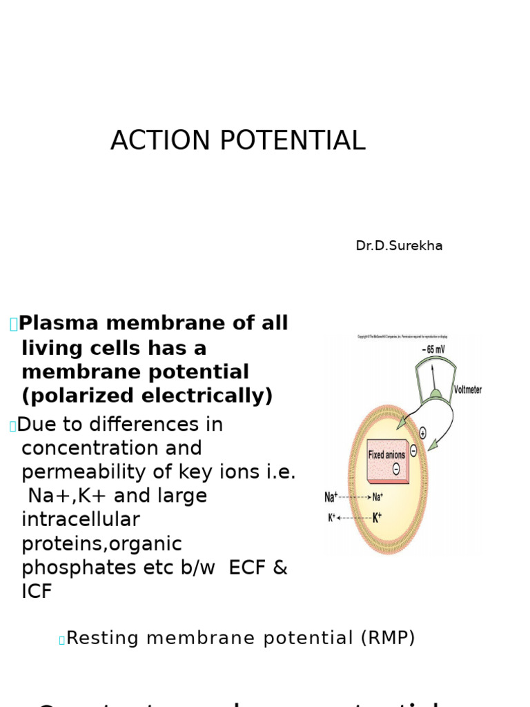 AP With Cable Properties | PDF | Action Potential | Myelin