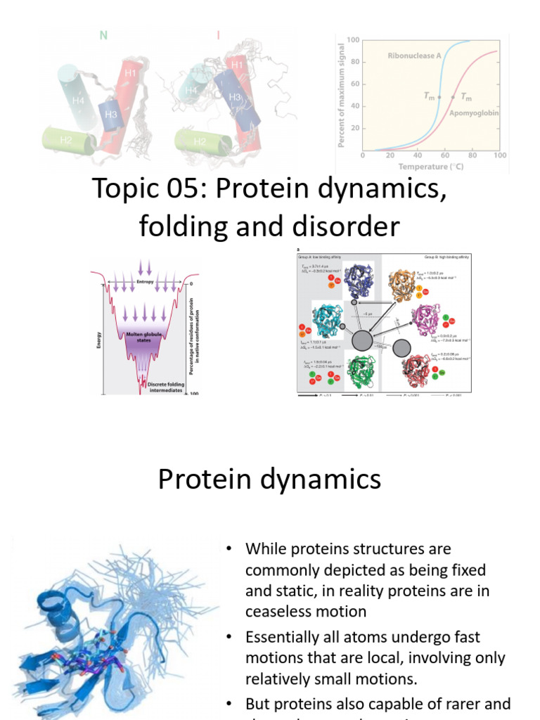 Protein Dynamics and Folding Insights | PDF | Protein Folding | Proteins