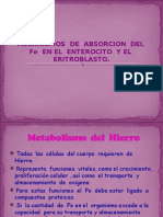 Mecanismos de Absorcion Del Fe (Hierro) en El Enterocito y El Eritroblasto.