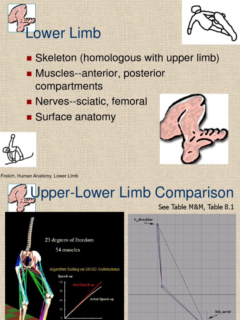 Anatomy of the Lower Limb Overview | PDF | Foreign Language Studies