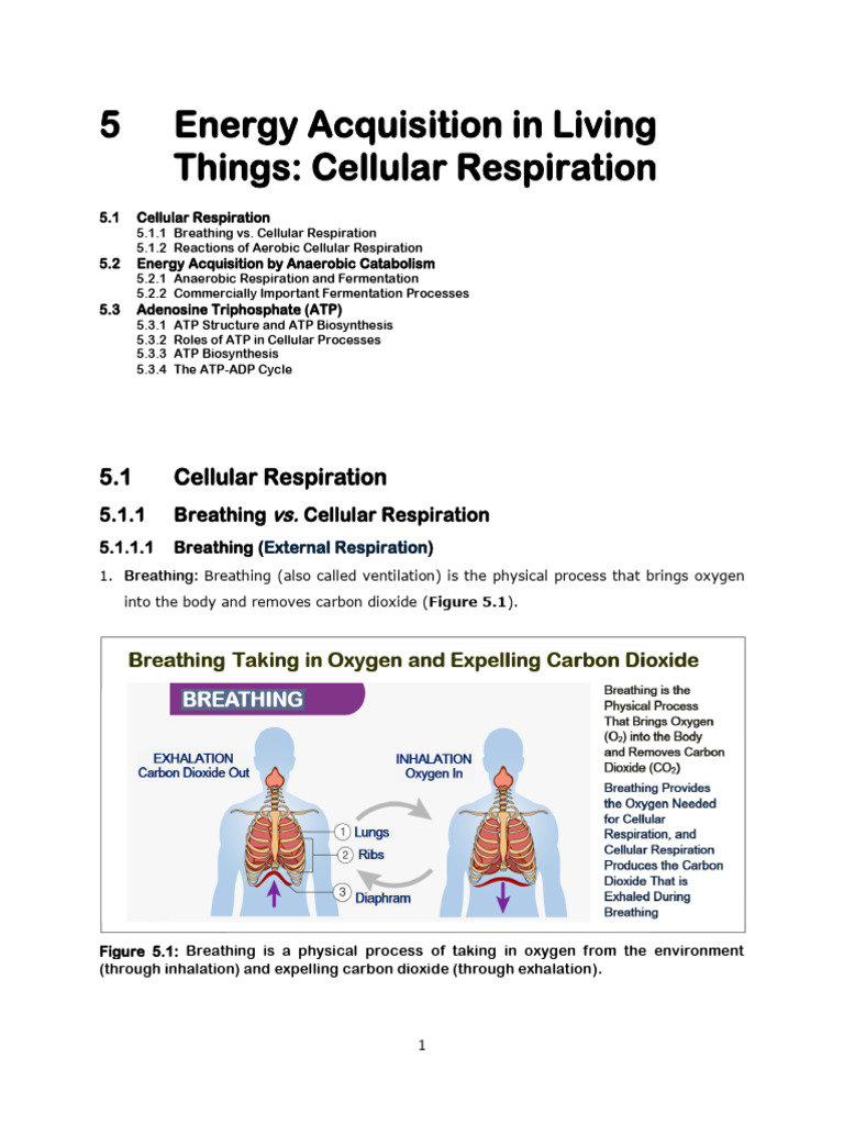 Cellular Respiration and Energy Production | PDF | Cellular Respiration ...