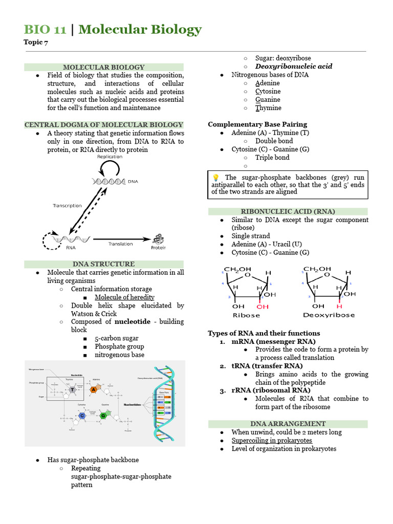 Bio 11 - Molecular Biology | PDF | Translation (Biology) | Rna