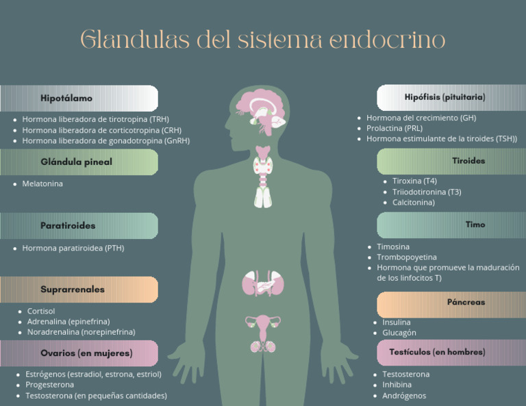 Glándulas y Hormonas del Sistema Endocrino | PDF