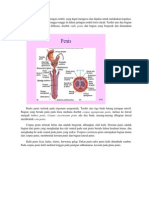 Anatomi dan histologi penis