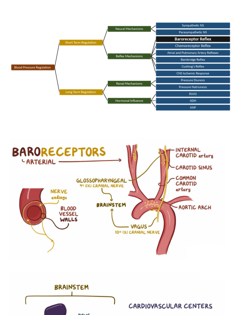 Blood Pressure Regulation Mechanisms | PDF