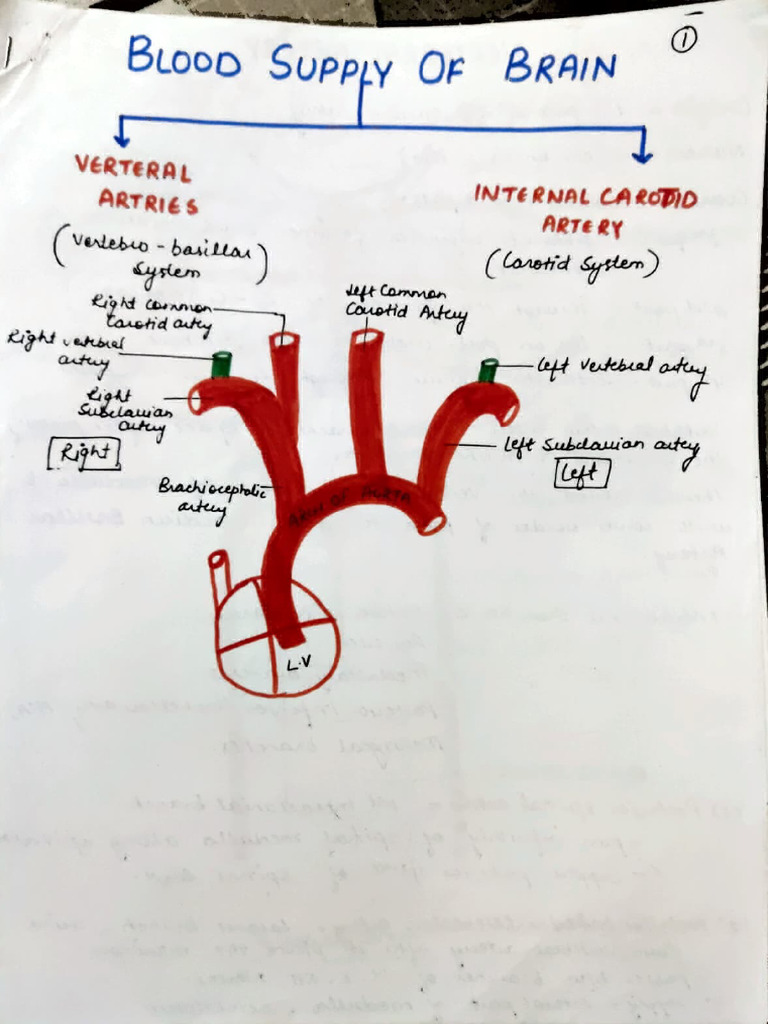 Blood Supply of the Brain and Arteries | PDF | Neuroanatomy | Brainstem