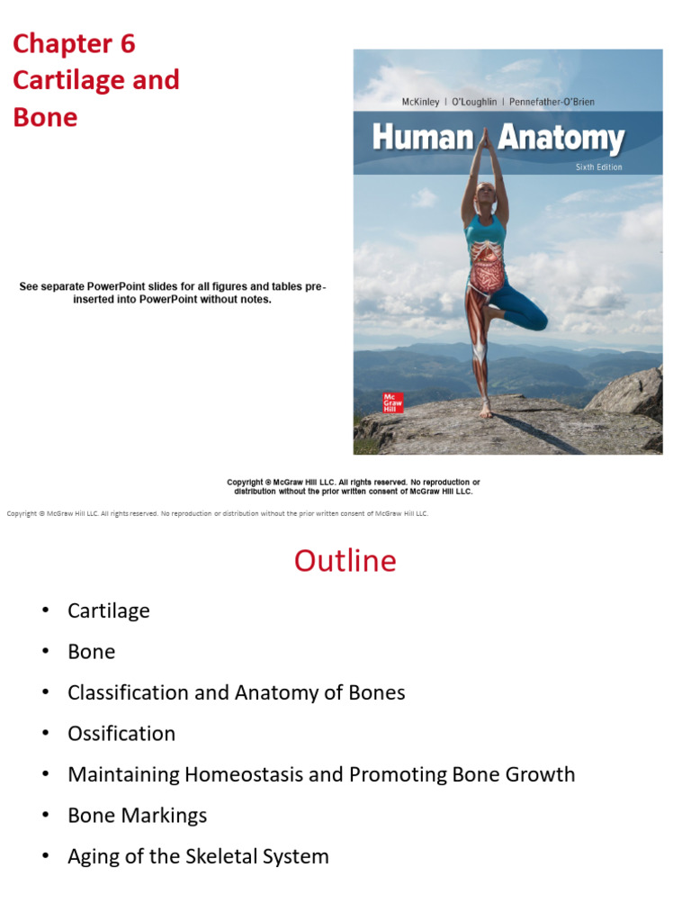 Chap 6 Cartilage and Bone | PDF | Bone | Osteoblast