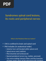 Understanding Pyramidal Weakness Patterns | PDF | Anatomical Terms Of ...