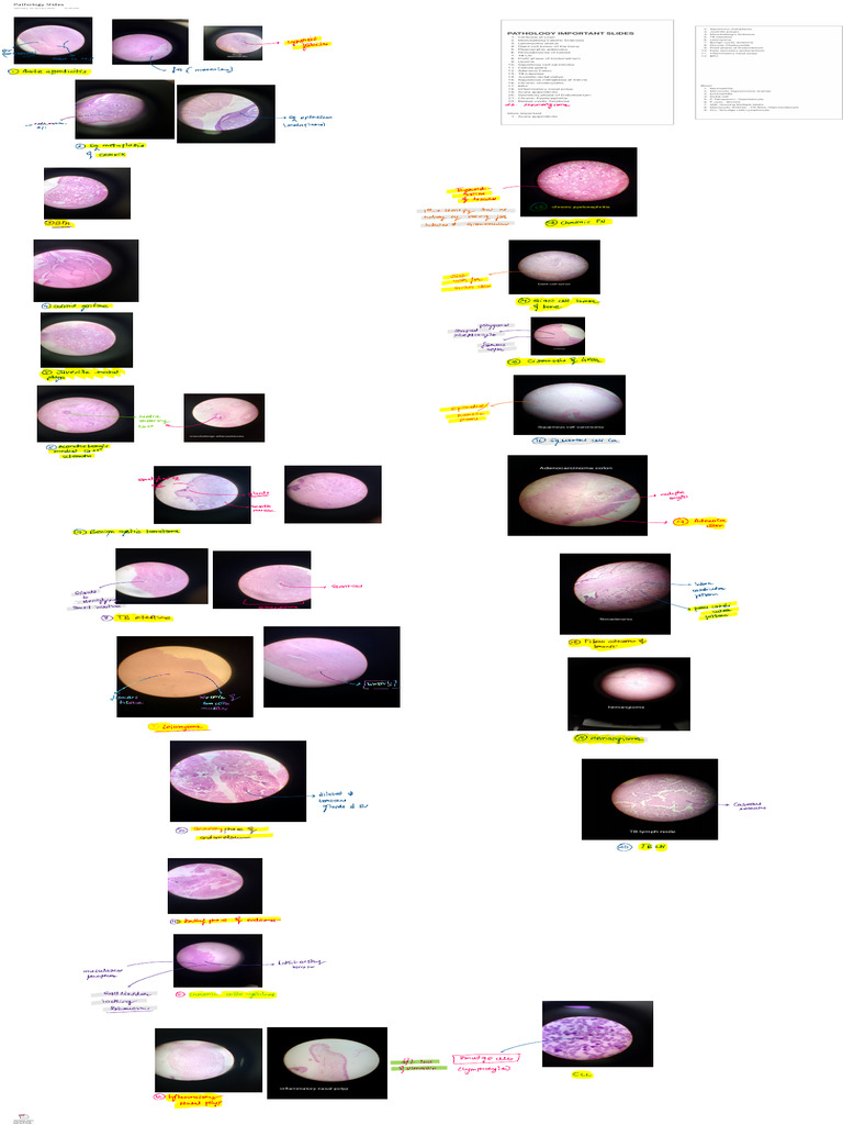 Pathology Slides | PDF