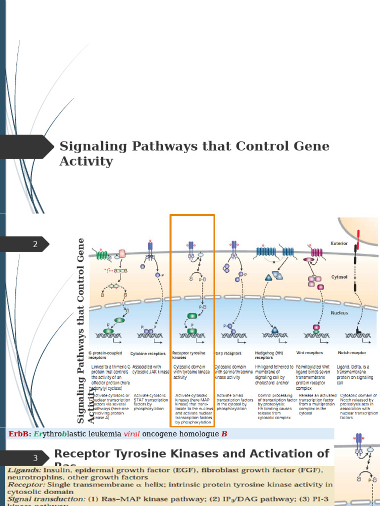Signaling Pathways That Control Gene Expression Lec 6 | PDF | Epidermal ...