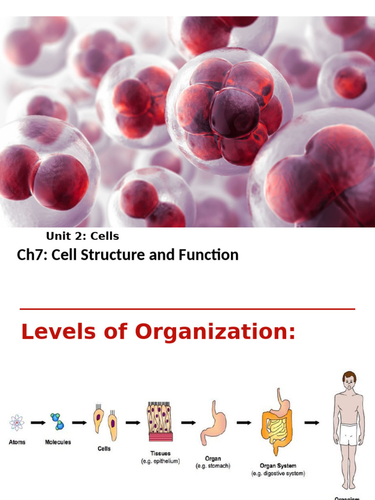 Cell Structure and Function Overview | PDF | Cell (Biology ...