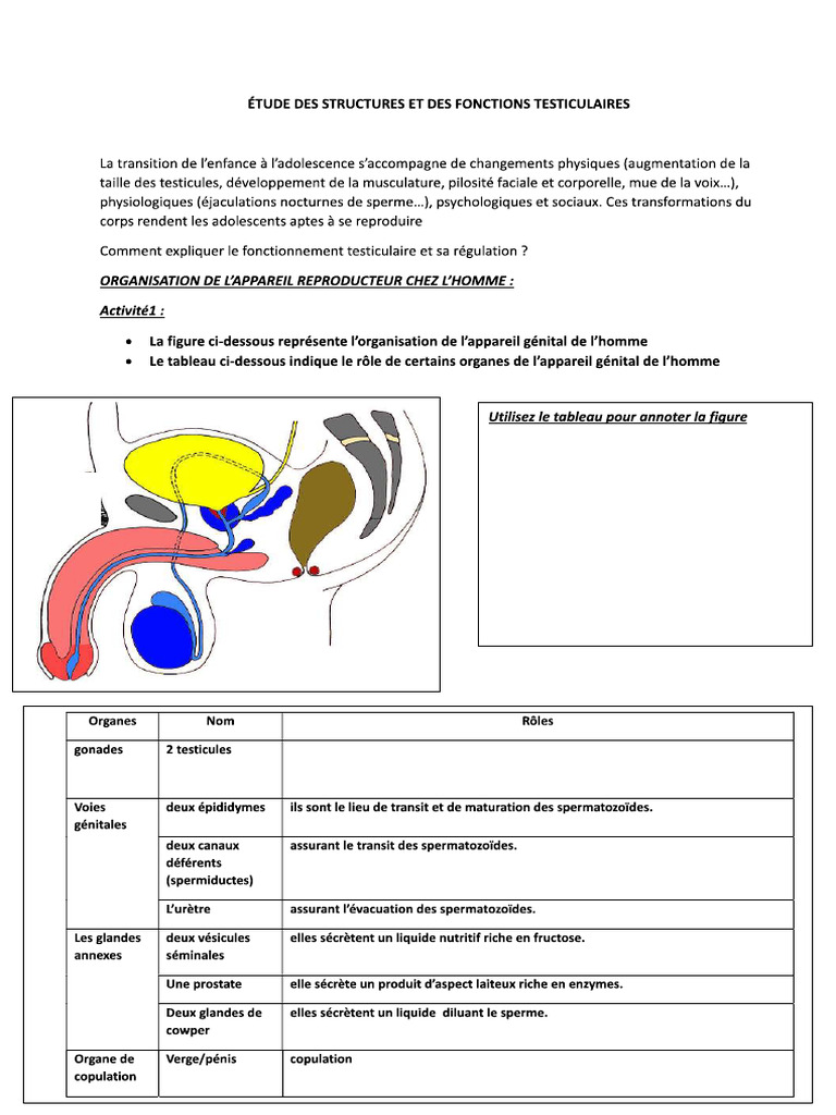 Homme | PDF