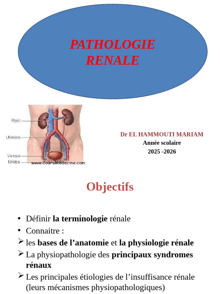 NV Anatomie Rénale Présentation | PDF | Rein | Appareil urinaire