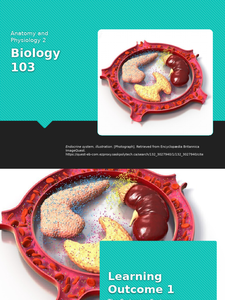Endocrine System Overview and Functions | PDF | Pituitary Gland ...