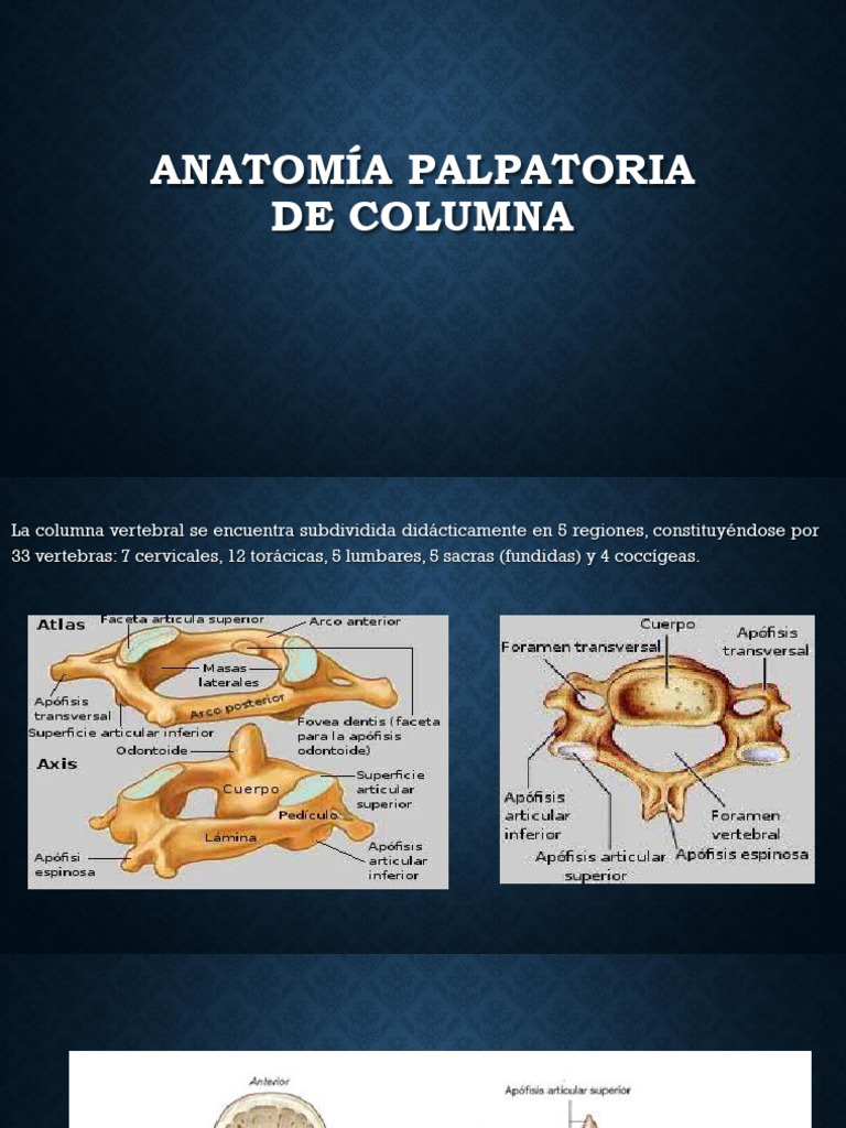 Anatomía Palpatoria de la Columna Vertebral | PDF | Vértebra | Sistema ...