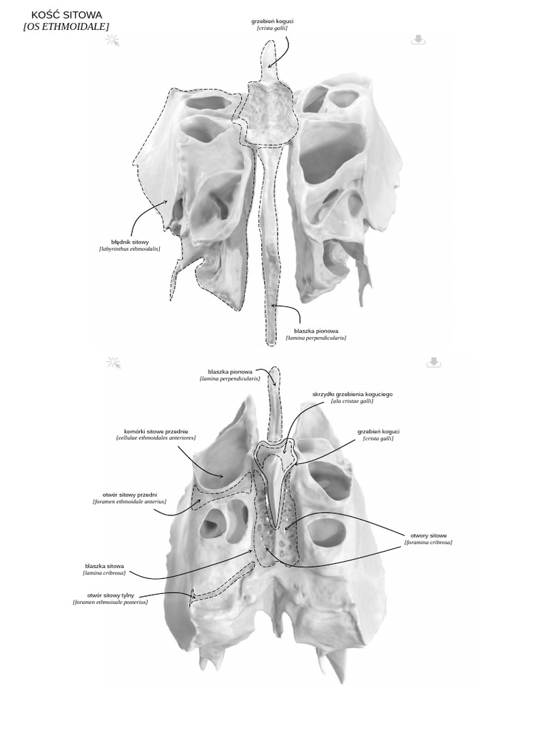 Skull Notes | PDF