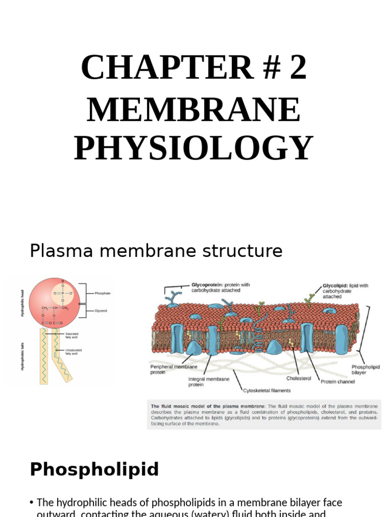 Chapter 2 Membrane Physiology | PDF | Ion Channel | Membrane Potential