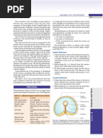 Anatomy of the Peritoneum Explained | PDF | Peritoneum | Anatomy