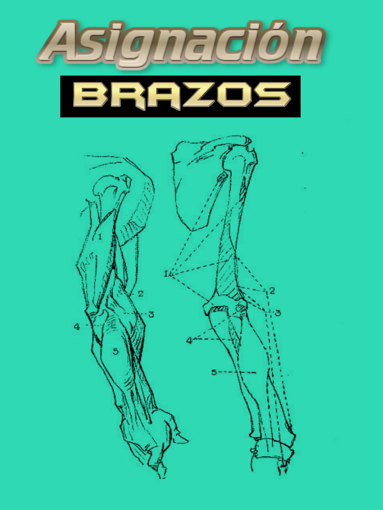 Asignacion Brazos | PDF