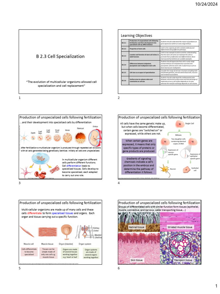 Stem Cell Niche and Differentiation Insights | PDF | Cell Potency ...