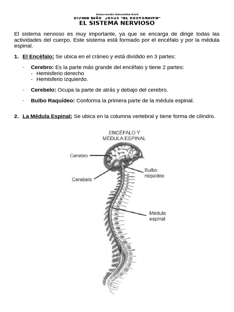 Clase de Sistema Nervioso 20 de Agosto | PDF