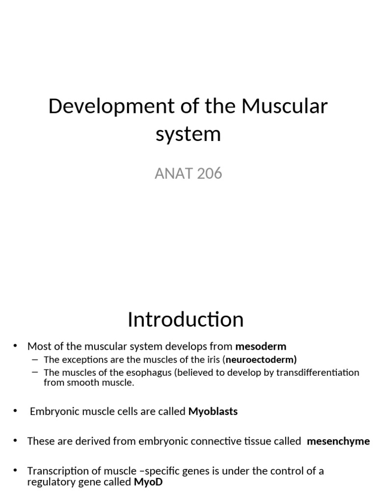 Muscular System Development Overview | PDF | Muscle | Skeletal Muscle