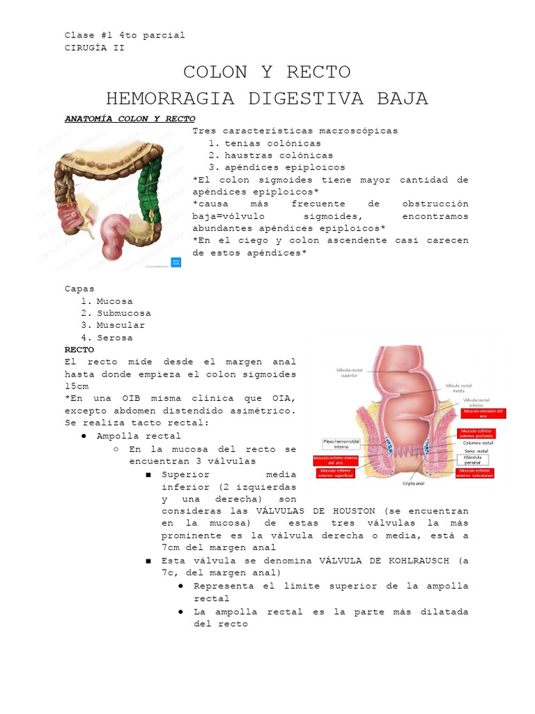 Anatomía y Fisiología del Colon y Recto | PDF | Intestino grueso | Abdomen