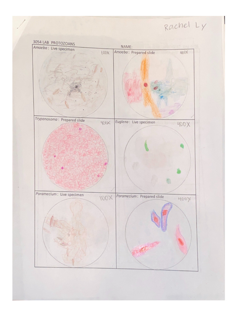 Protist Drawings | PDF
