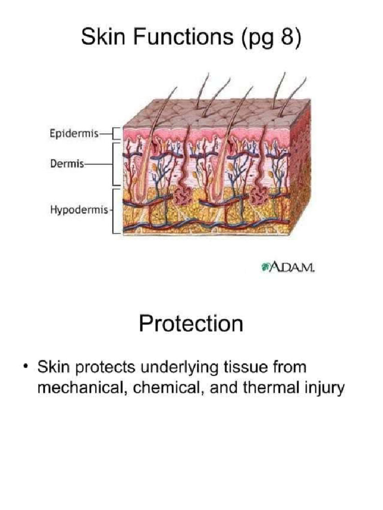 Function of Skin | PDF