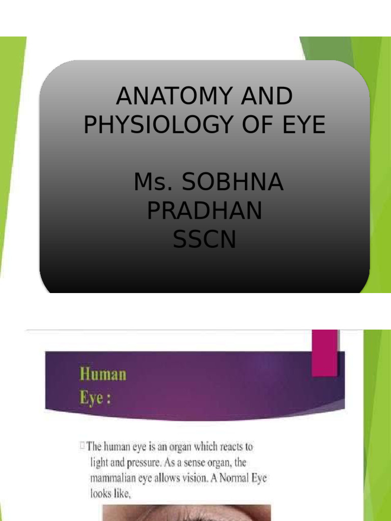 Eye Anatomy and Vision Physiology | PDF | Retina | Visual System