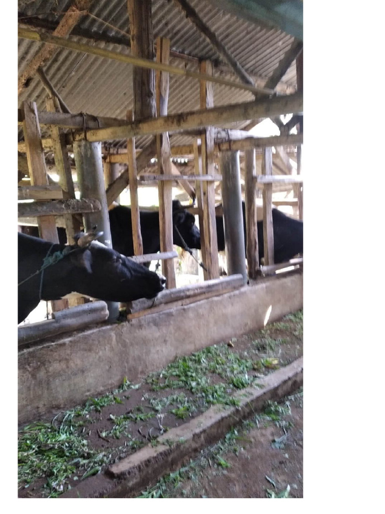 Sapi | PDF