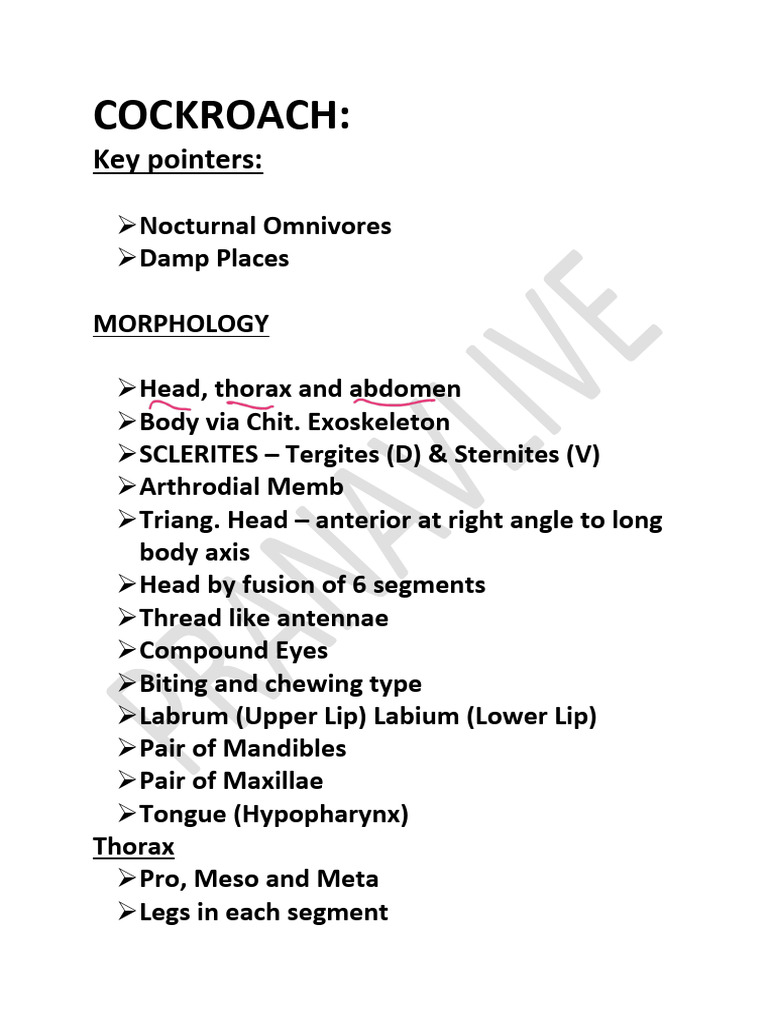 Cockroach Anatomy and Physiology Guide | PDF | Insects | Anatomy