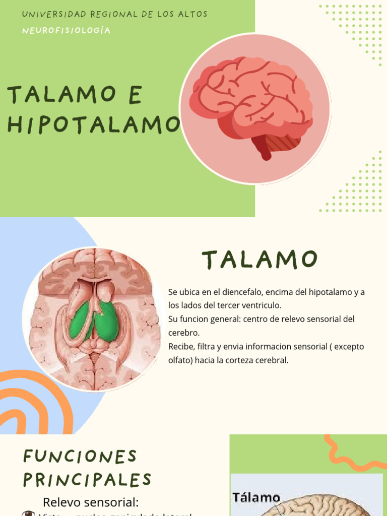 Funciones del Tálamo y Hipotálamo | PDF