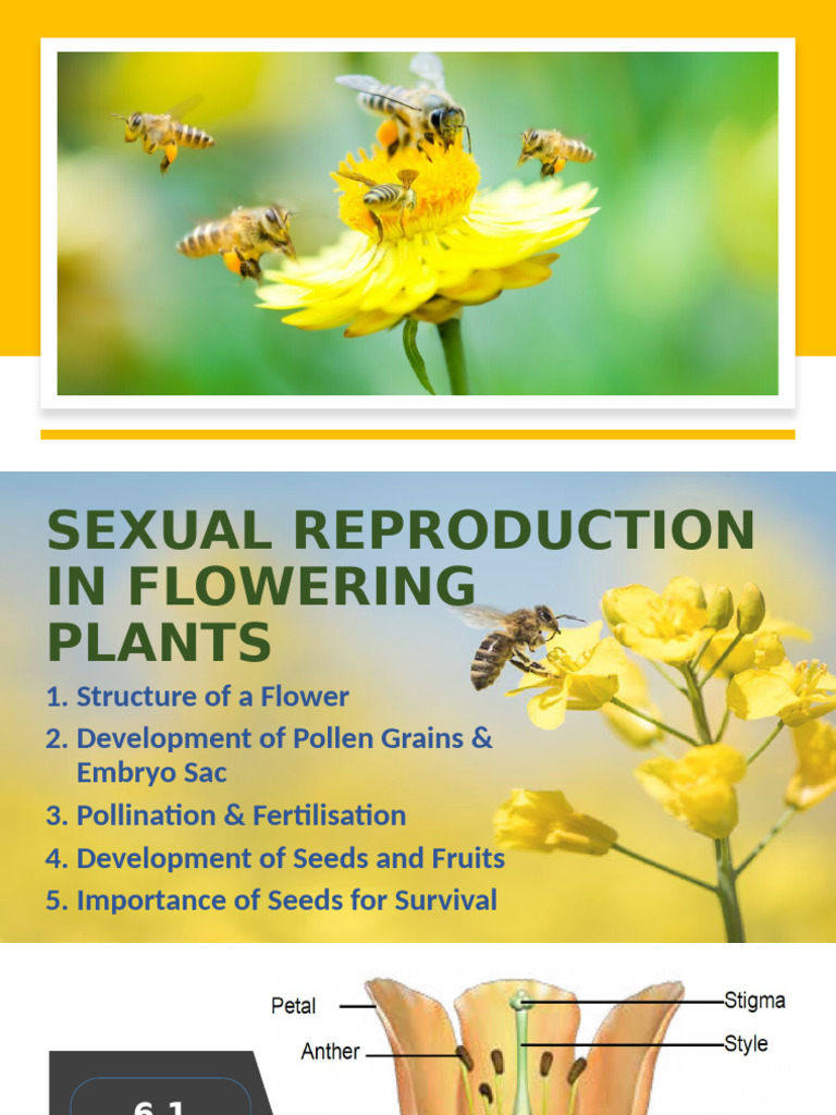 Sexual Reproduction in Flowering Plants | PDF | Flowers | Seed