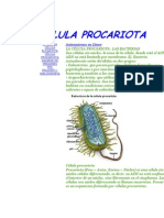 Célula Procariota